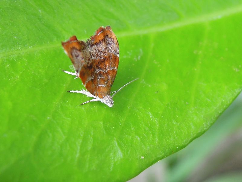 Choreutis nemorana
